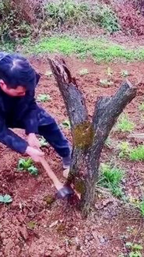 木工锯 匠心之作的实用好物分享